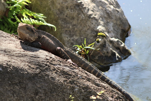 Australian Water Dragon