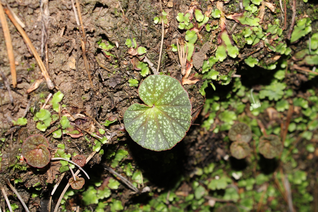 Begonia tapatia; photograph (c) Rodolfo Maximiliano Gutiérrez-Sánchez, some rights reserved (CC BY)