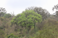 Ceiba trischistandra