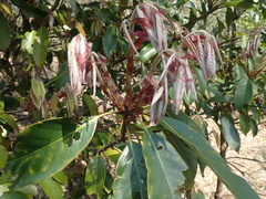 Quercus glauca