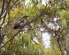 Anthochaera paradoxa