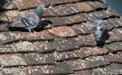 Columba livia domestica
