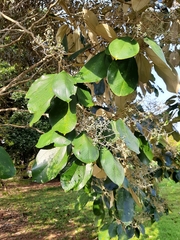 Miconia argentea