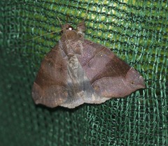 Bastilla hamatilis