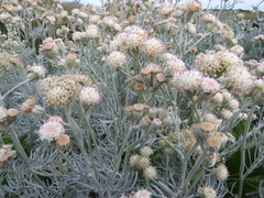 Senecio viravira