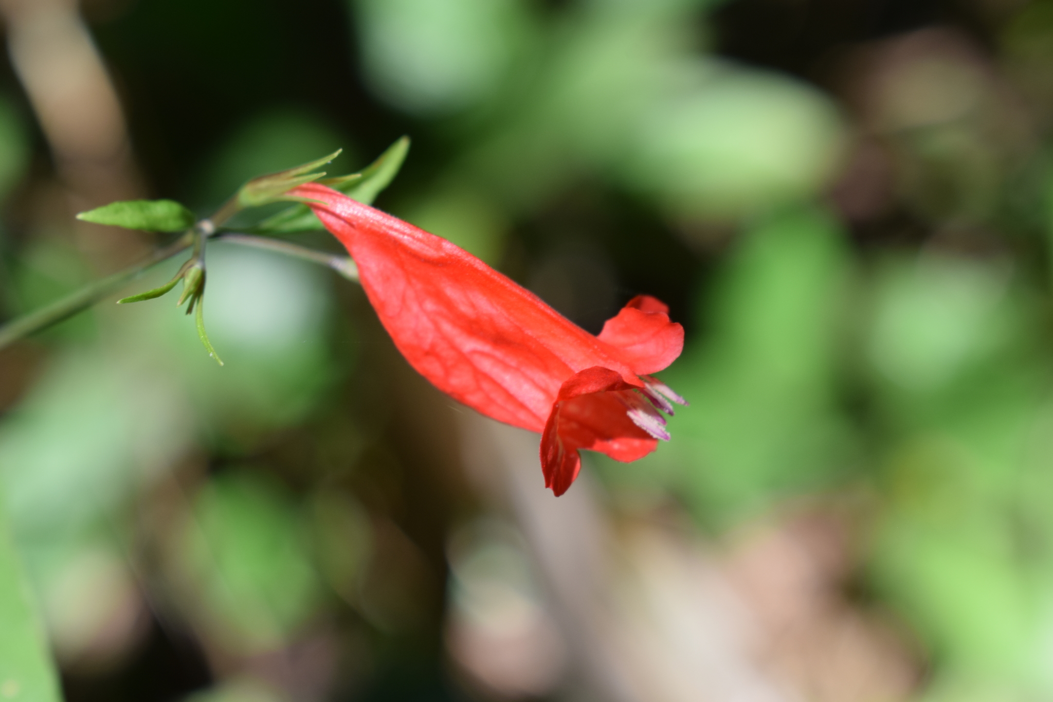 Ruellia brevifolia