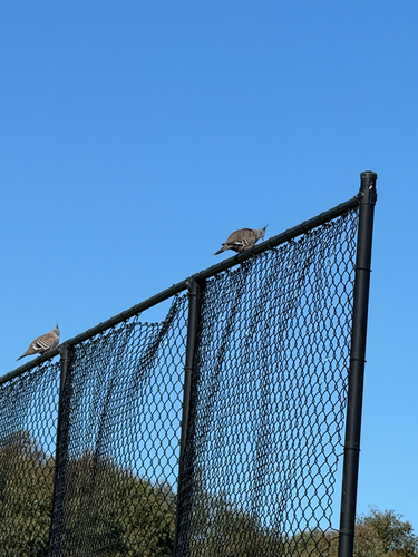 Crested Pigeon