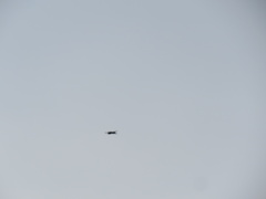 Accipiter nisus