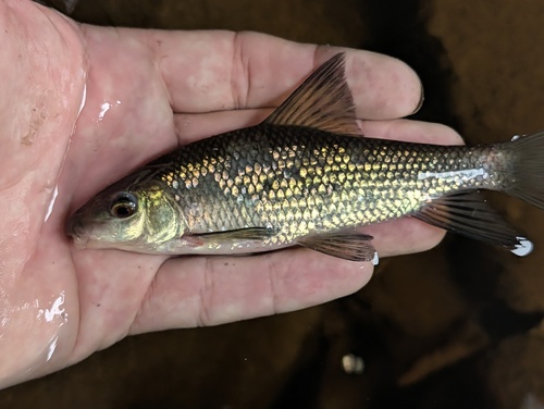 Sharpfin chubsucker (Erimyzon tenuis) — Catostomidae — 2