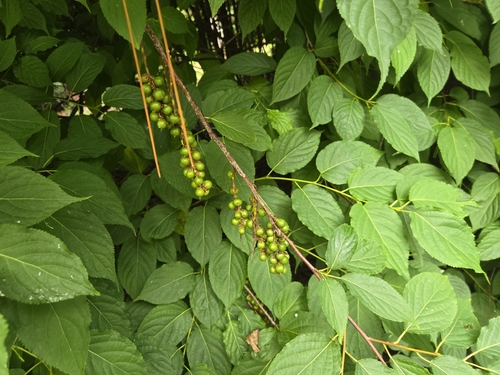 Stachyurus praecox observed 2026-06-18