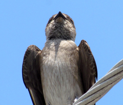 Stelgidopteryx serripennis