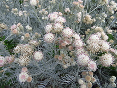 Senecio viravira
