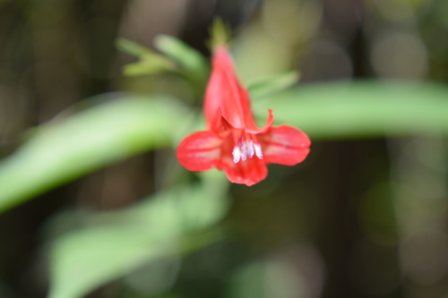 Ruellia brevifolia