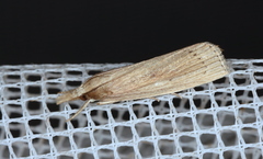 Calamotropha leptogrammellus