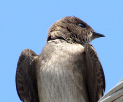 Stelgidopteryx serripennis