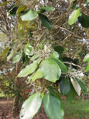 Miconia argentea