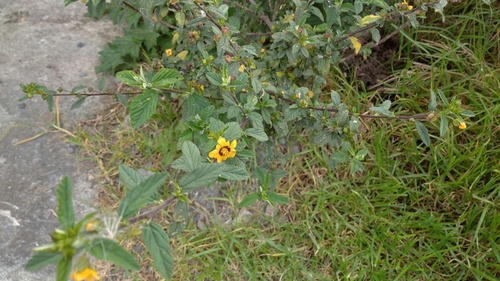 Sida rhombifolia image