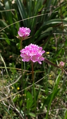 Armeria choulettiana image