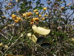 Erythrostemon mexicanus