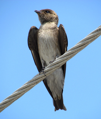 Stelgidopteryx serripennis