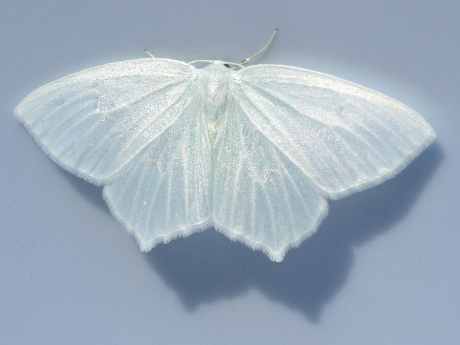 Eugonobapta