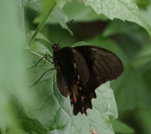 Ruby-spotted Swallowtail photo 4