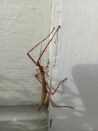 unarmed stick-insect