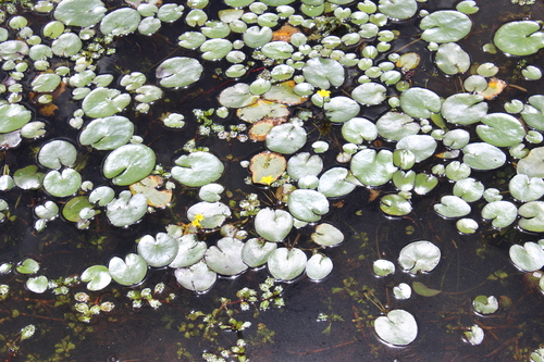 Nymphoides fallax, photograph 1