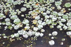Nymphoides fallax, photograph (c) Rodolfo Maximiliano Gutiérrez-Sánchez, some rights reserved (CC BY)