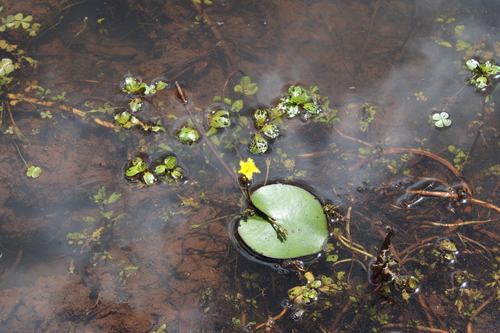 Nymphoides fallax (Nymphoides fallax)