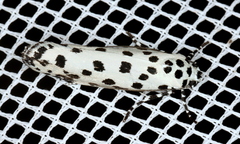 Ethmia clytodoxa