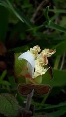 Cistus salviifolius