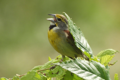 Dickcissel