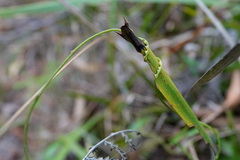 Cassytha paniculata, photograph (c) Max Campbell, some rights reserved (CC BY)