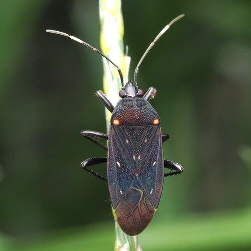 Neolethaeus assamensis