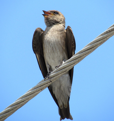 Stelgidopteryx serripennis
