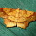 Deep Yellow Euchlaena Moth - Photo (c) kestrel360, some rights reserved (CC BY-NC-ND)