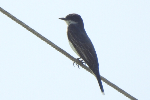 Eastern Kingbird