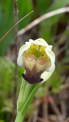 Cistus salviifolius