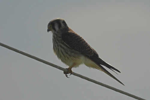 American Kestrel