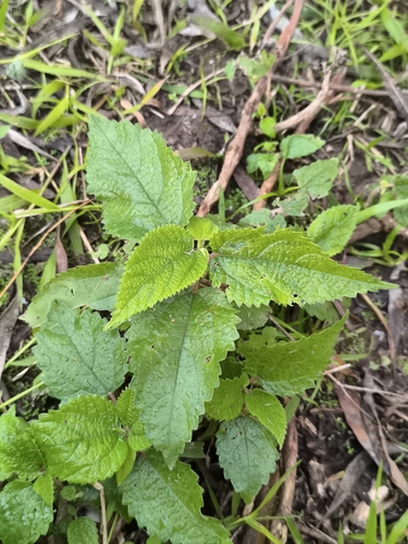Urera aurantiaca