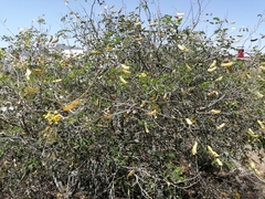 Erythrostemon mexicanus