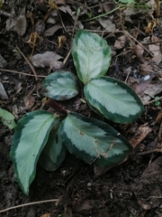 Goeppertia picturata