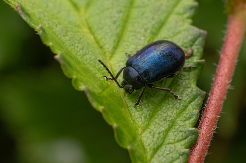 Agelastica coerulea