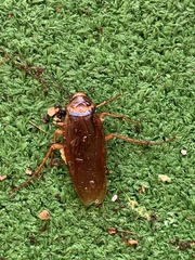 Periplaneta americana