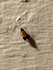 Anacampsis coverdalella