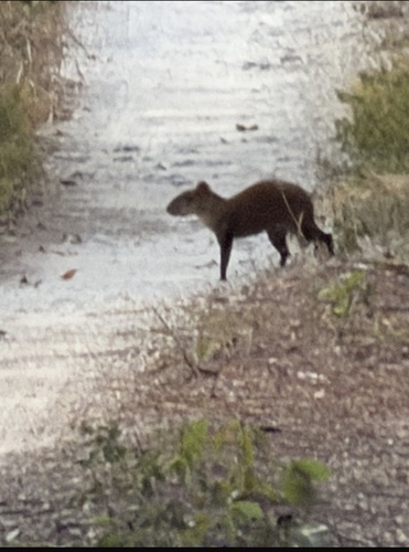 Central American Agouti
