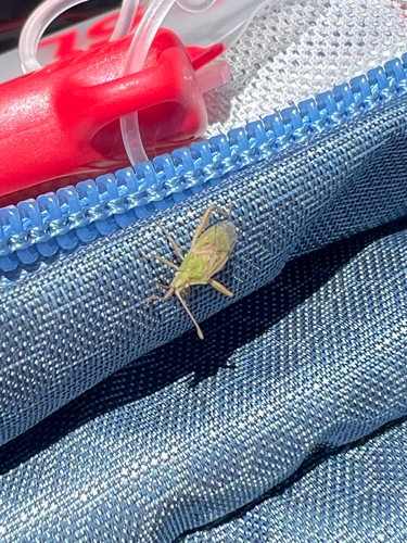 iNaturalist observation photo of Harmostes reflexulus