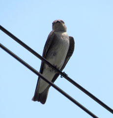 Stelgidopteryx serripennis