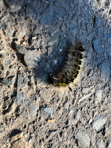 iNaturalist observation photo of Silver-spotted Tiger Moth